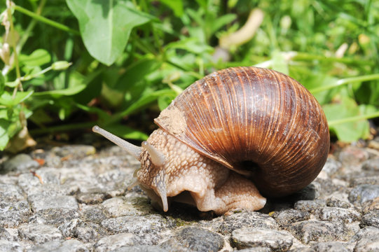 Snail with his shell