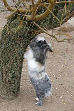 Kaninchen