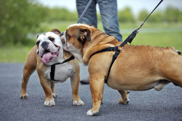 English Bulldogs dogs puppies meeting outdoors