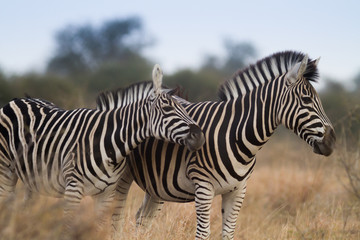 Zèbres dans la savane