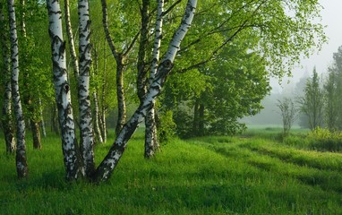 Birch wood