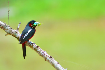 black and red bird