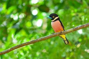 Black and yellow Broadbill bird
