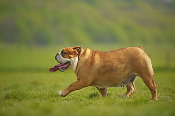 English Bulldog dog puppy playing outdoors