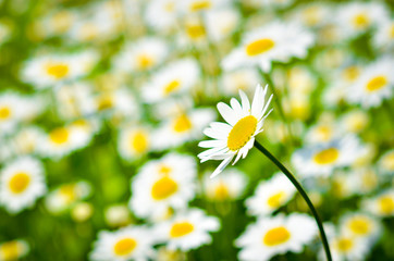 Daisies