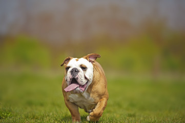 English Bulldog dog puppy playing outdoors