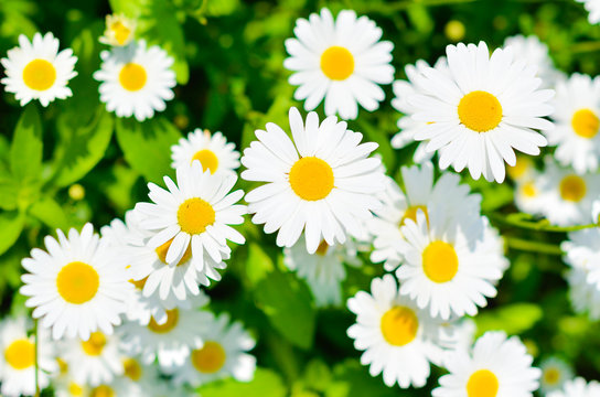 Daisies