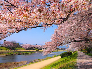 鴨川の桜 © ぴた