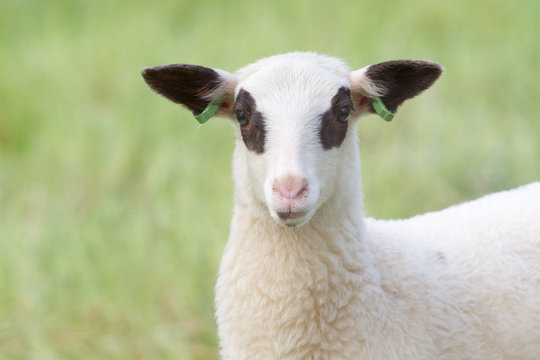 Little lamb with green background