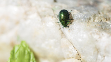 Cetonia Carthami or green beetle