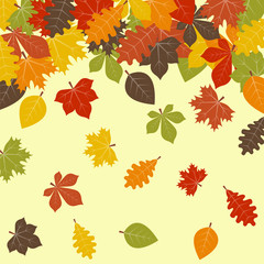 Obraz premium Fall leaves