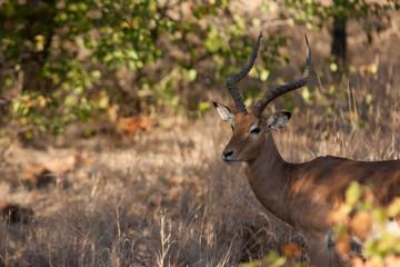 Impala dans la végétation
