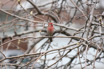 House Finch (Carpodacus mexicanus) on Tree Branch