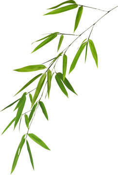 illustration with isolated lush green bamboo foliage