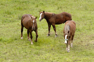 Fototapeta premium horse