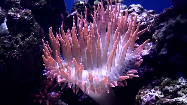 Sea anemone.