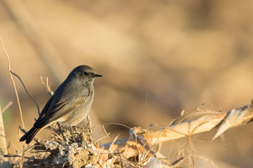 Black Redstart on the perch