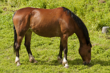 horse