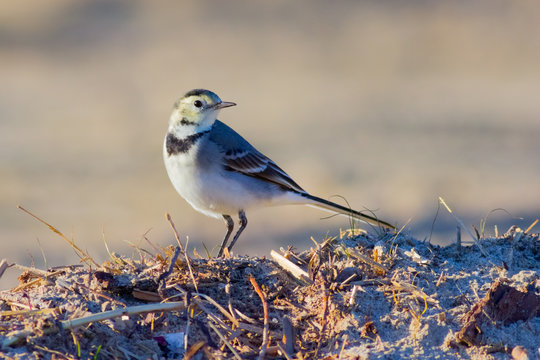 รูปภาพWagtail – เลือกดูภาพถ่ายสต็อก เวกเตอร์ และวิดีโอ42,125 | Adobe Stock