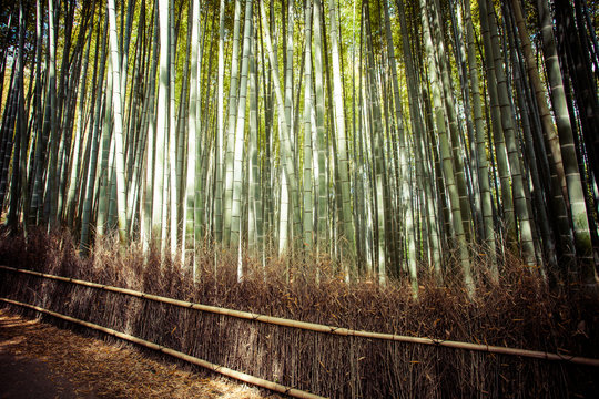 Arashiyama mountain Kyoto Japan with bamboo forest
