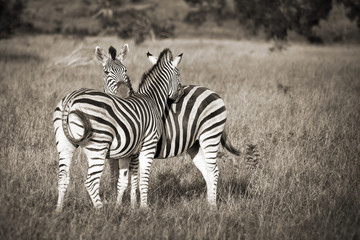 Fototapeta na wymiar Two zebras black and white, South Africa