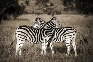 Fotobehang Twee zebra& 39 s zwart en wit, Zuid-Afrika © Delphotostock