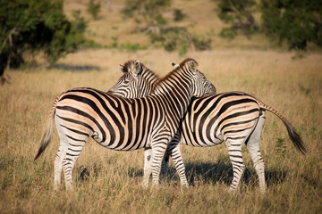 Fototapeta na wymiar Two zebras, South Africa