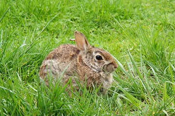 Rabbit on the green grass