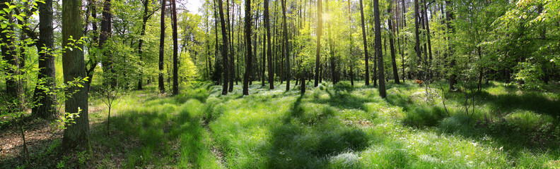 Fototapeta poranna leśna panorama obraz