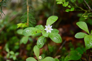 Siebenstern Blume