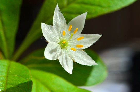 Siebenstern Blume