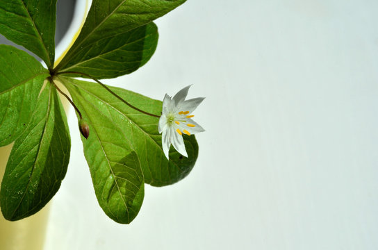 Siebenstern Blume