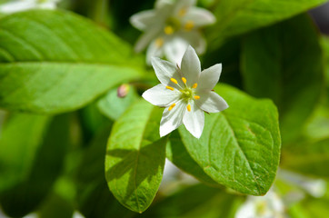 Siebenstern Blume