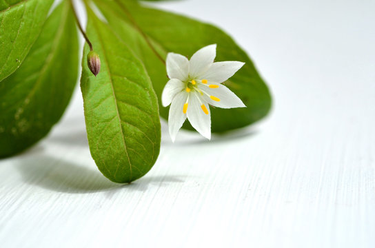 Siebenstern Blume
