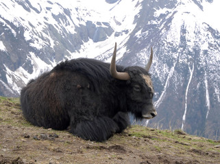 lying yak