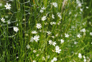 Klein-Wiesen-Labkraut