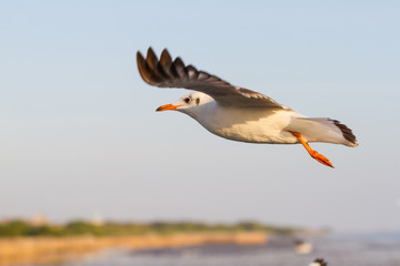 Sea gull