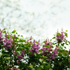 lilac against the sky