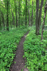 Fototapeta premium Pathway in green forest