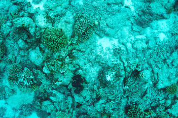 Coral reef at Maldives