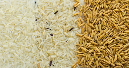 rice and paddy