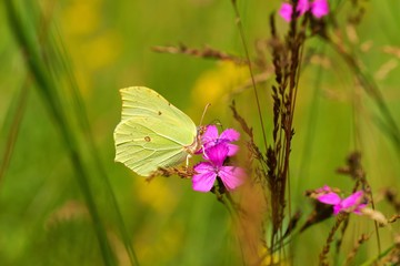 Common Brimstone (Gonepteryx rhamni), butterfly drinking nectar