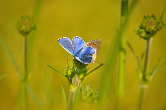 Common Blue (Polyommatus icarus) butterflies sitting on flower