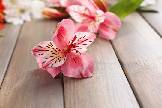 Fototapeta Beautiful Alstroemeria flowers on wooden table