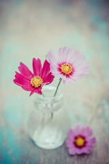 Spring cosmos flower in Glass Bottles