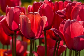 Rote Tulpen