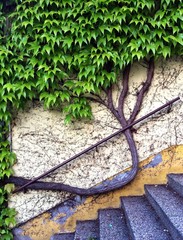 Tree on a wall - 64950525