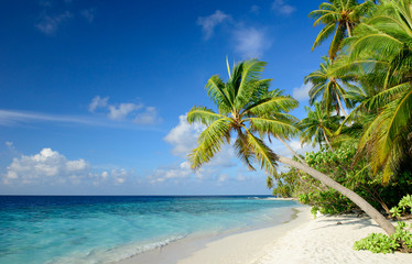 Strand mit Palmen - obrazy, fototapety, plakaty