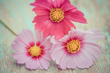 Pink cosmos flowers on a wood background