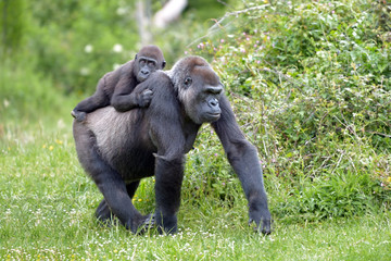 Gorille et son petit de 3 ans